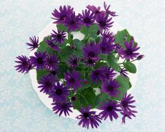 Tapeta Nature Flowers 607.jpg